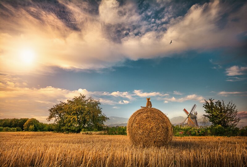 Cat on Hay Bale
