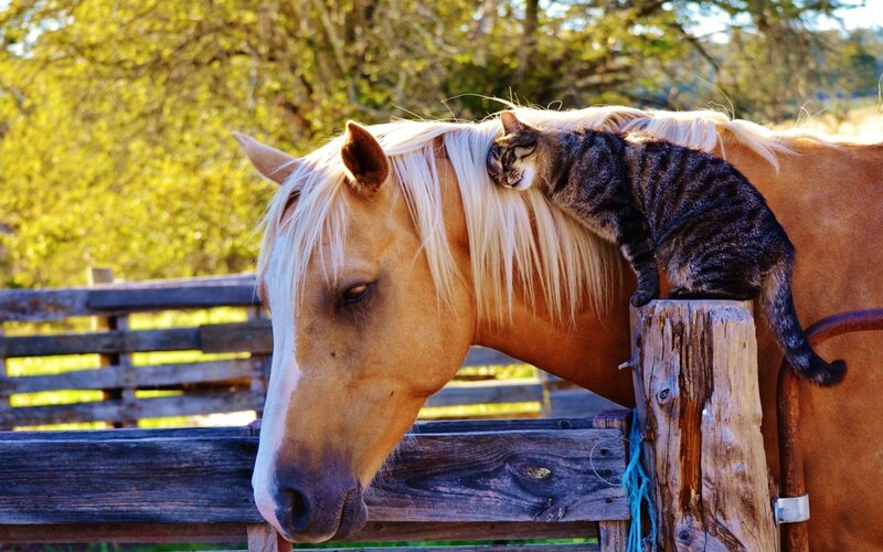 Cat on Horse Back — Brown