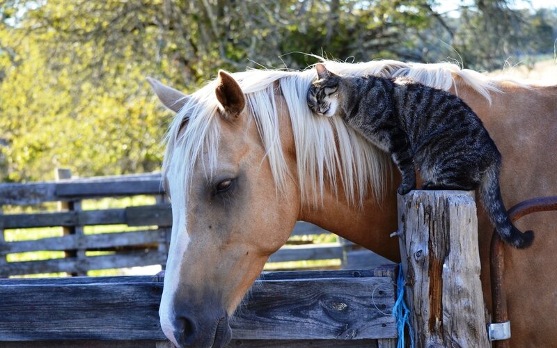 Cat on Horse Back