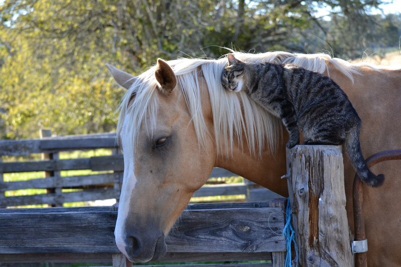 Cat on Horse Neck