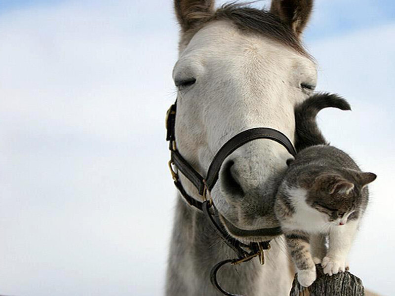 Cat on Horse Nose
