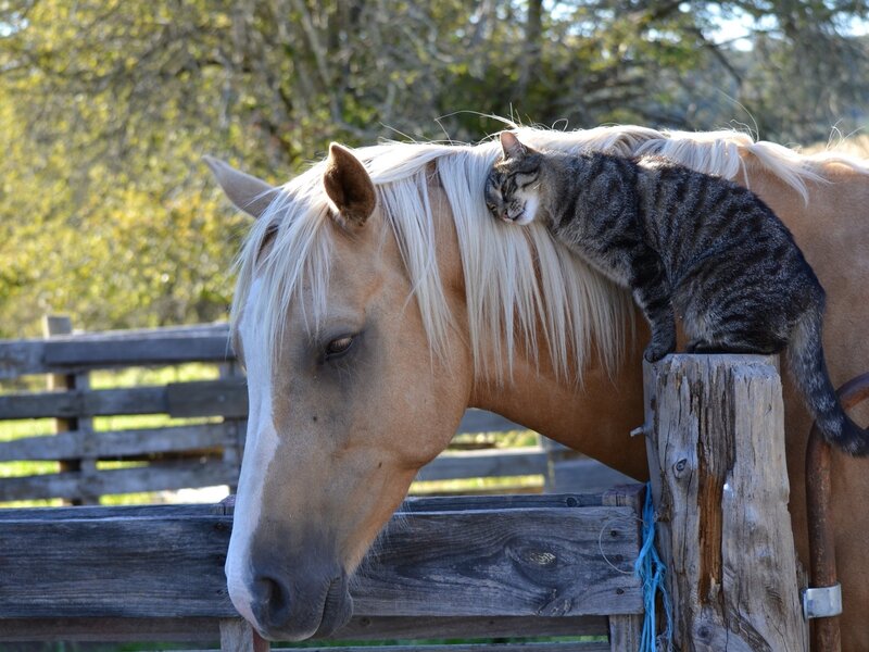Cat on Horse's Back