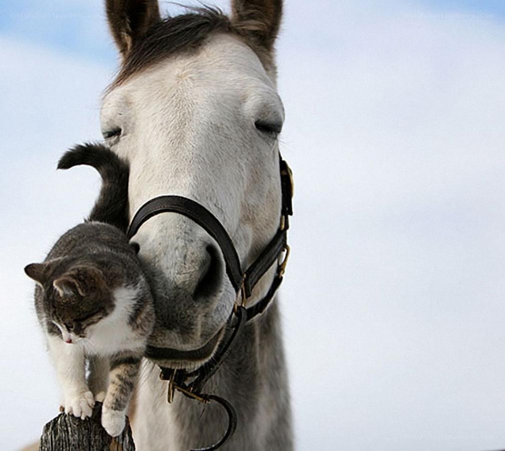 cat on horse's nose