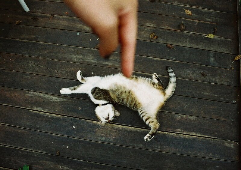 cat on its back on deck