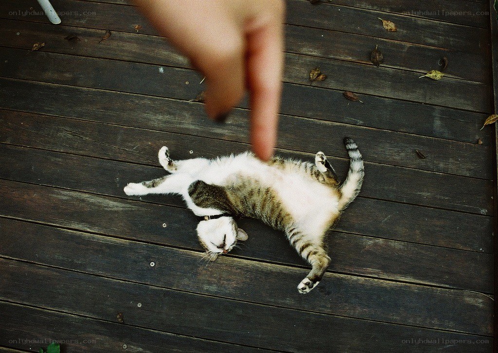 cat on its back on deck