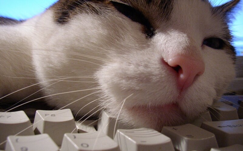 Cat on Keyboard