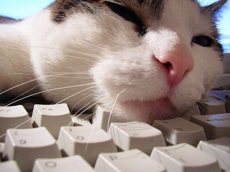 Cat on Keyboard — White