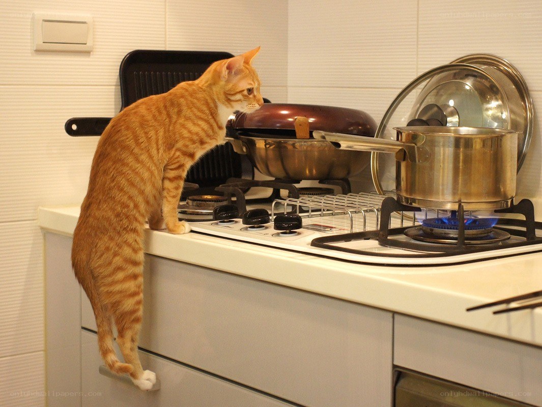 cat on kitchen counter