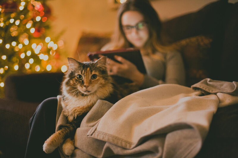 Cat on Lap with Person