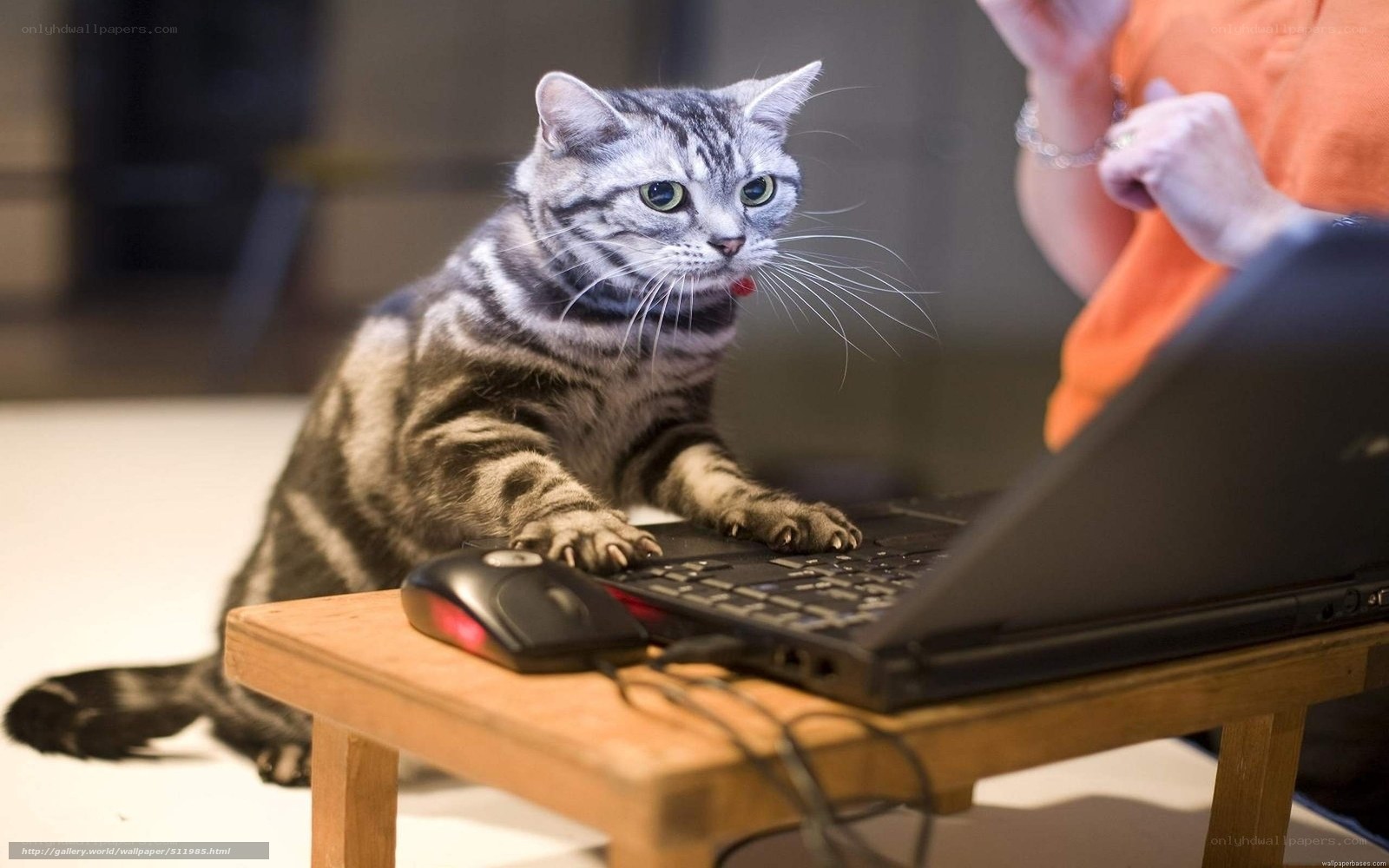 cat on laptop keyboard