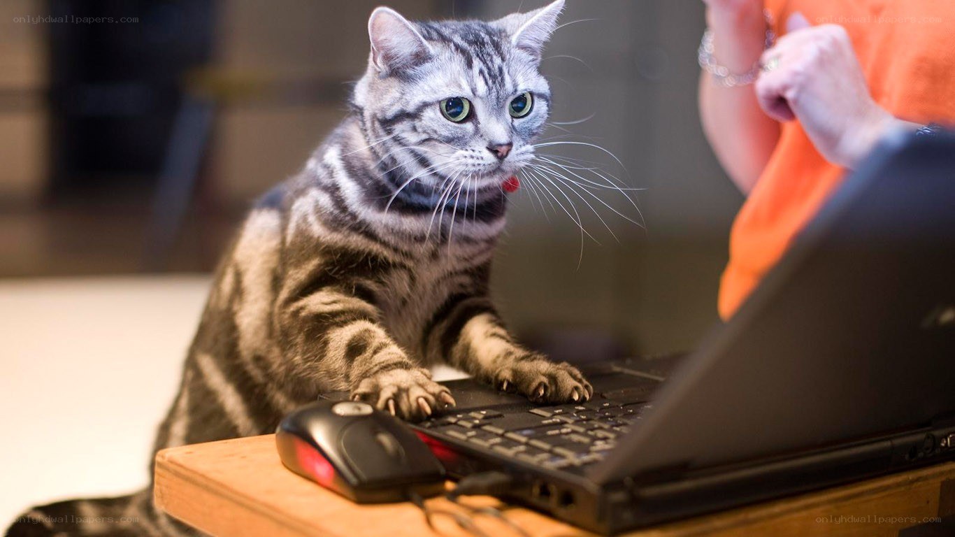 cat on laptop keyboard