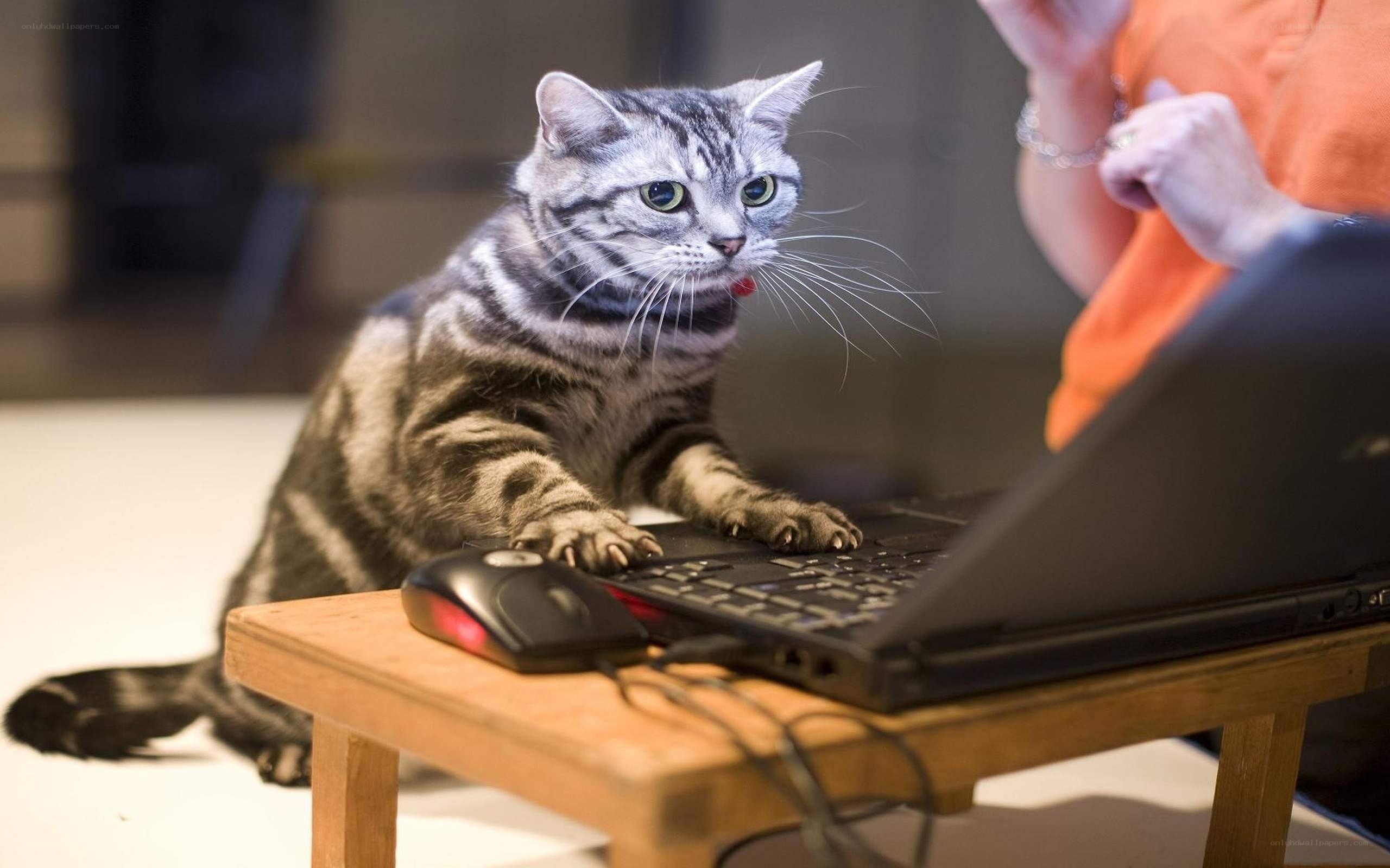 cat on laptop keyboard