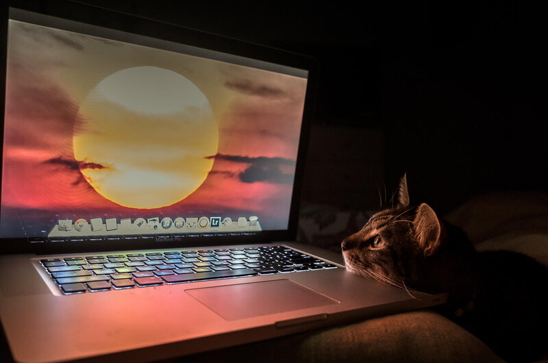 Cat on Laptop
