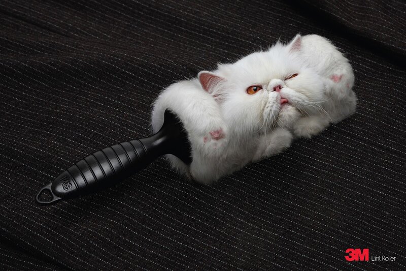 cat on lint roller