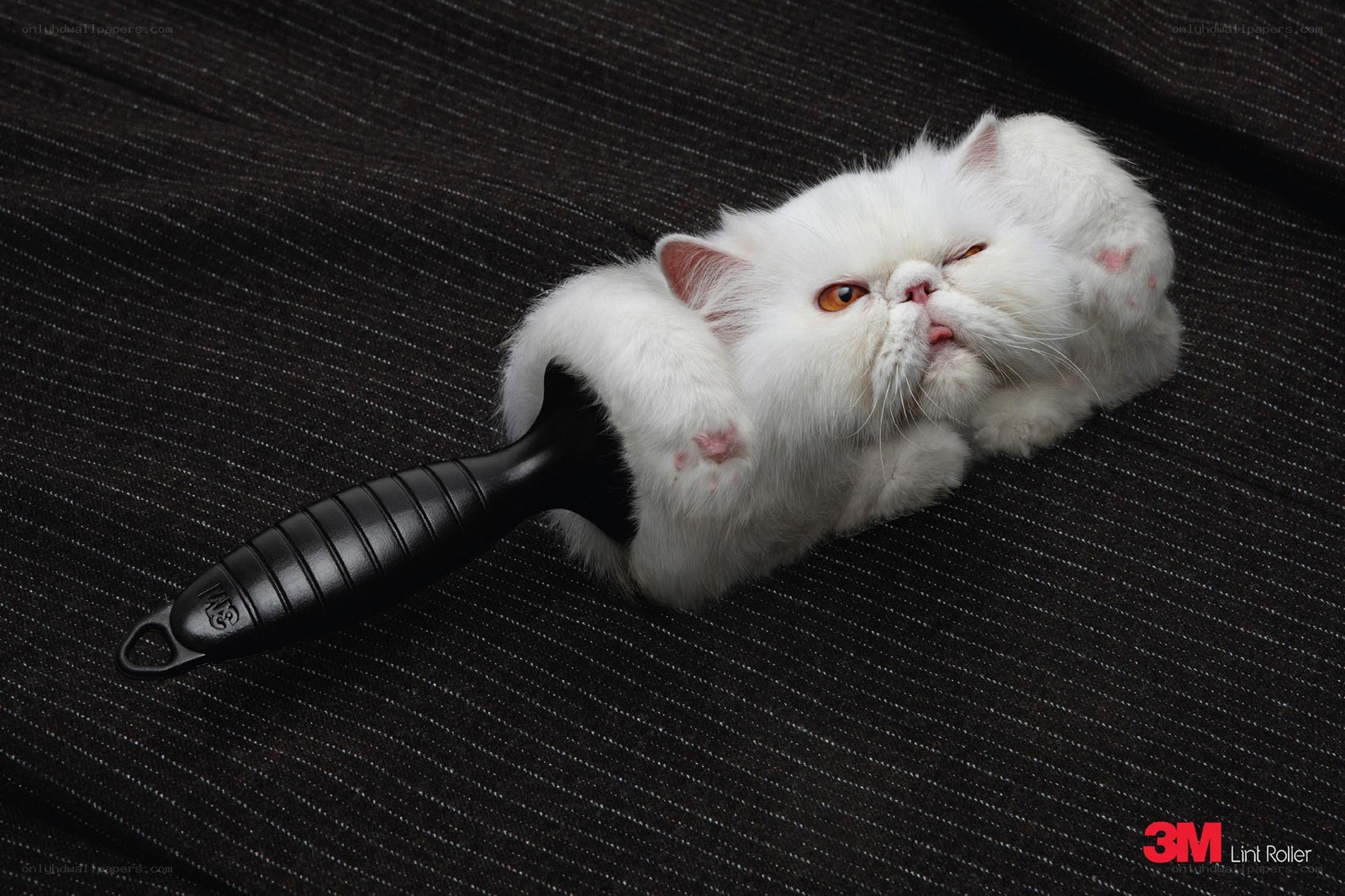 cat on lint roller
