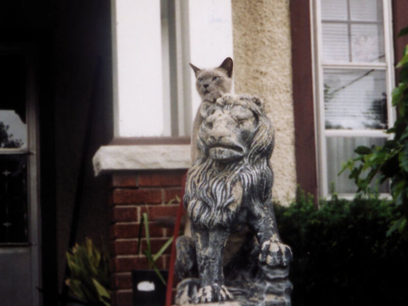 cat on lion statue