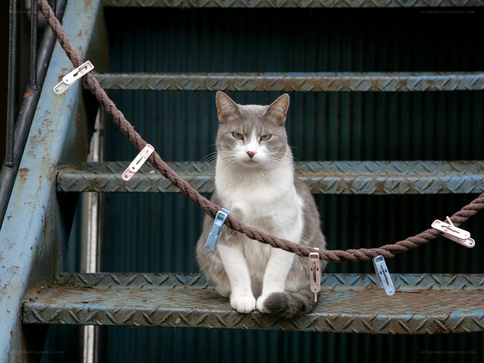 cat on metal stairs