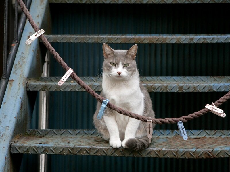 cat on metal stairs