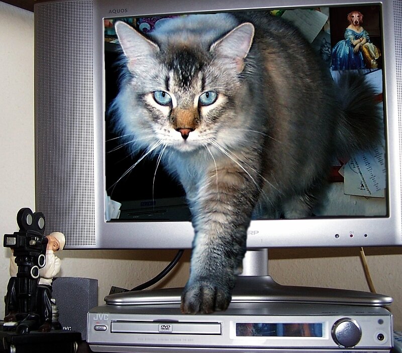 Cat on Monitor