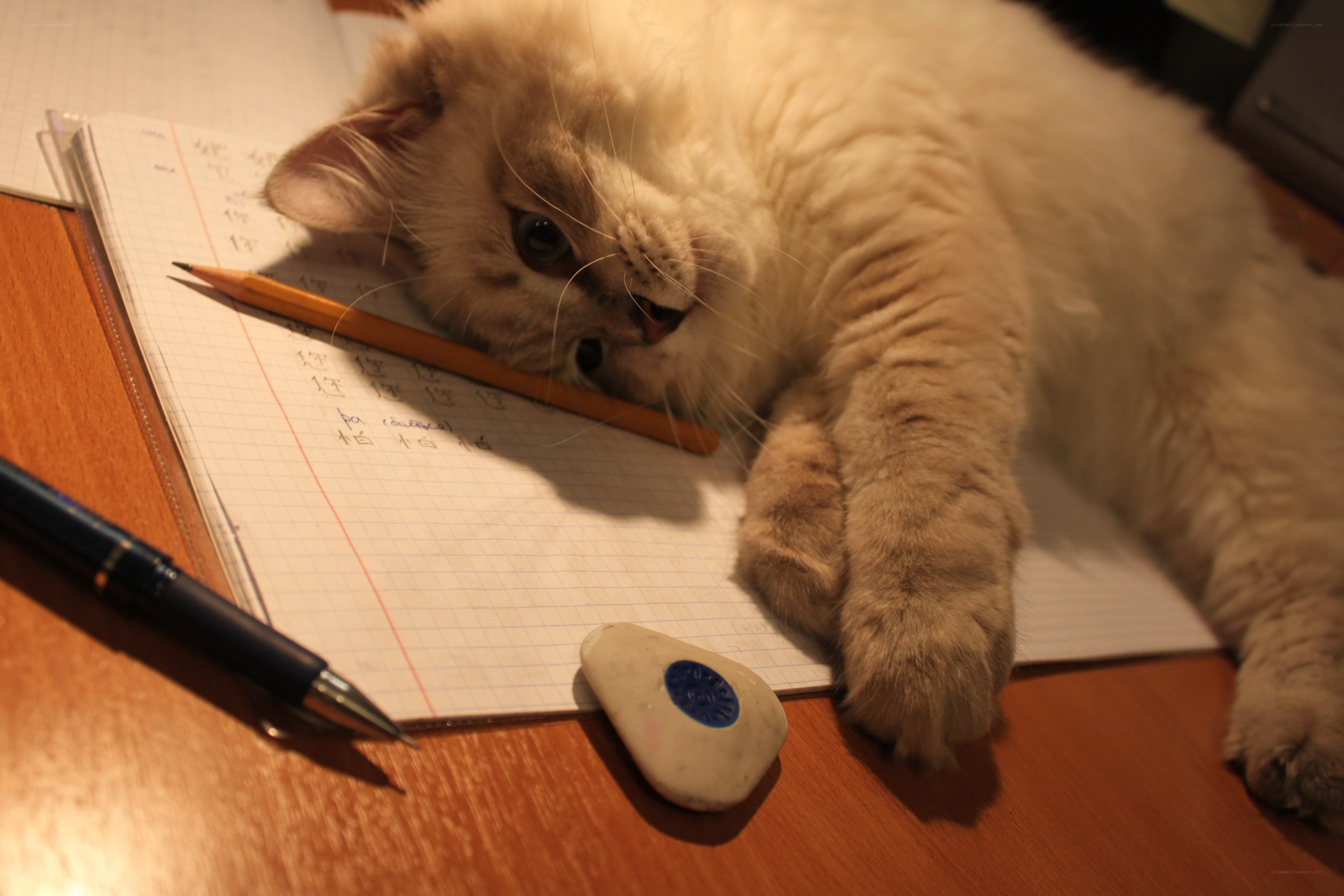 cat on notebook with pencil