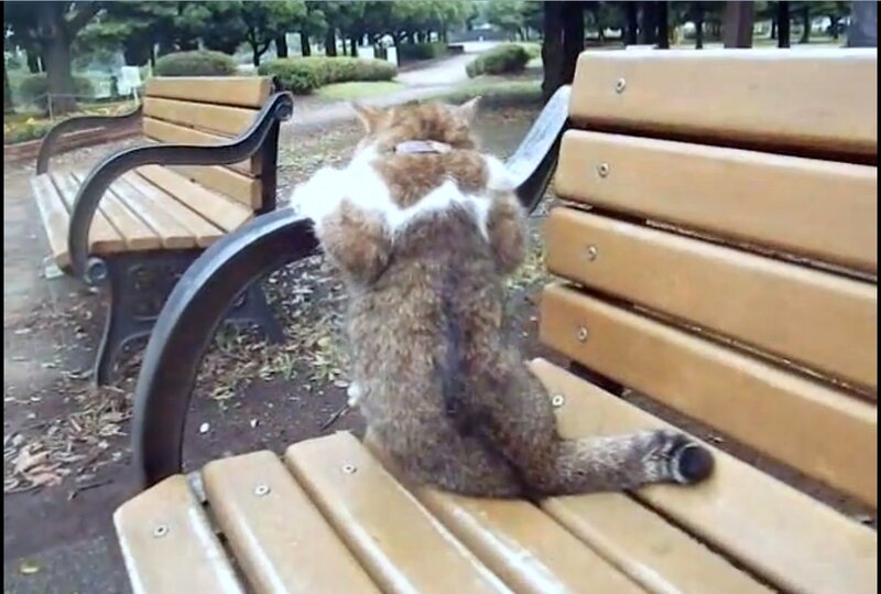 Cat on Park Bench