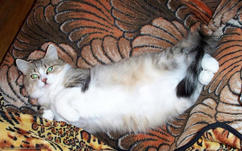 cat on patterned blanket