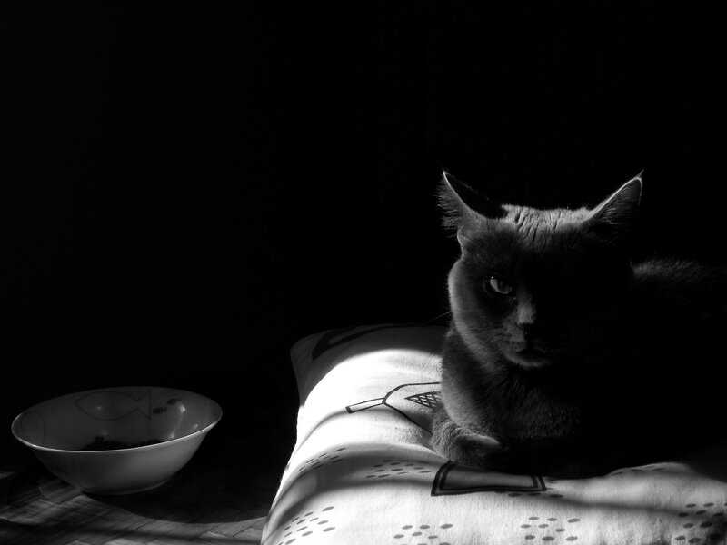 Cat on Patterned Surface