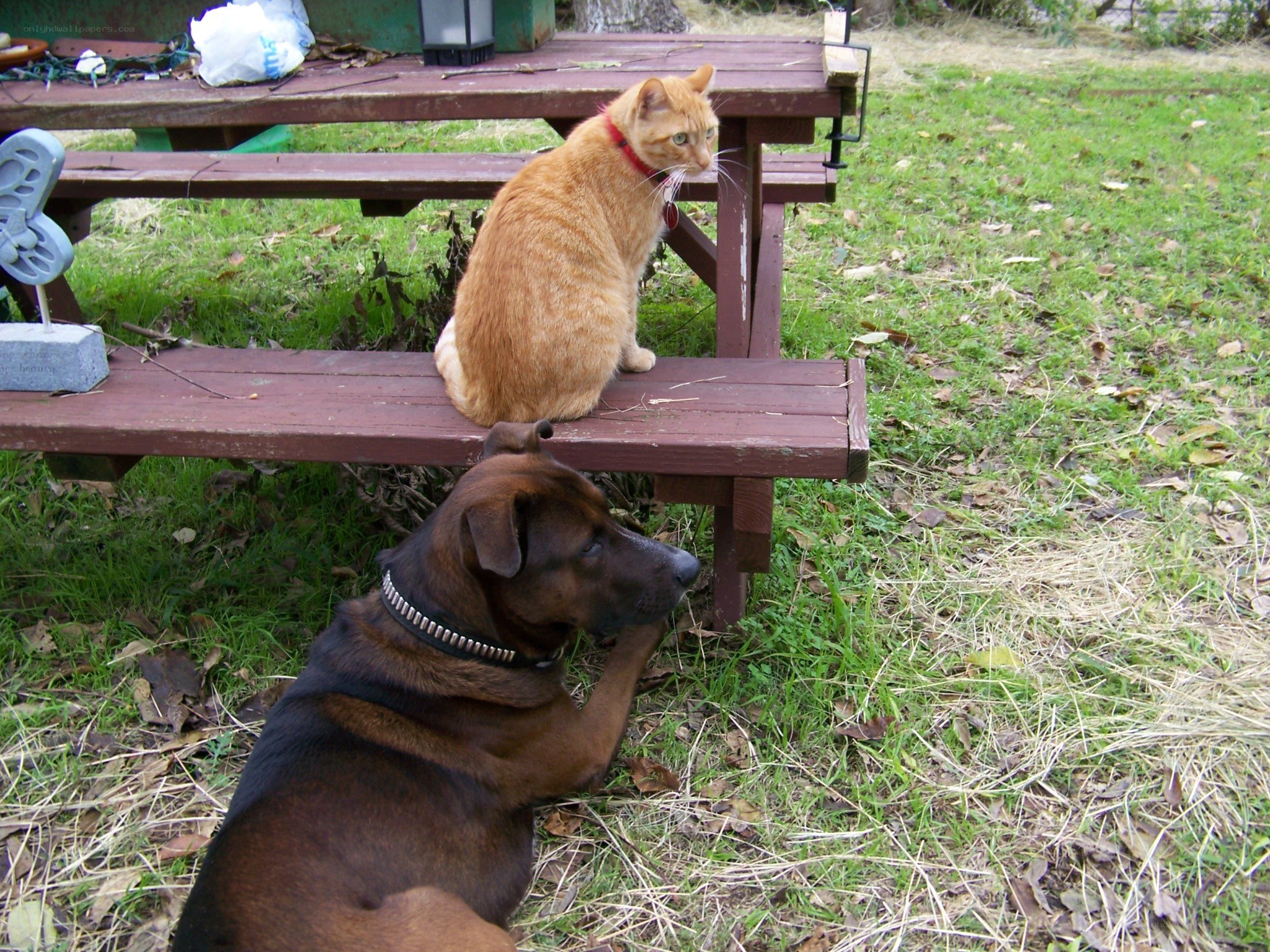 Cat on picnic bench with dog