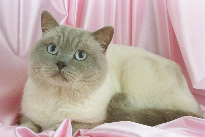 cat on pink fabric