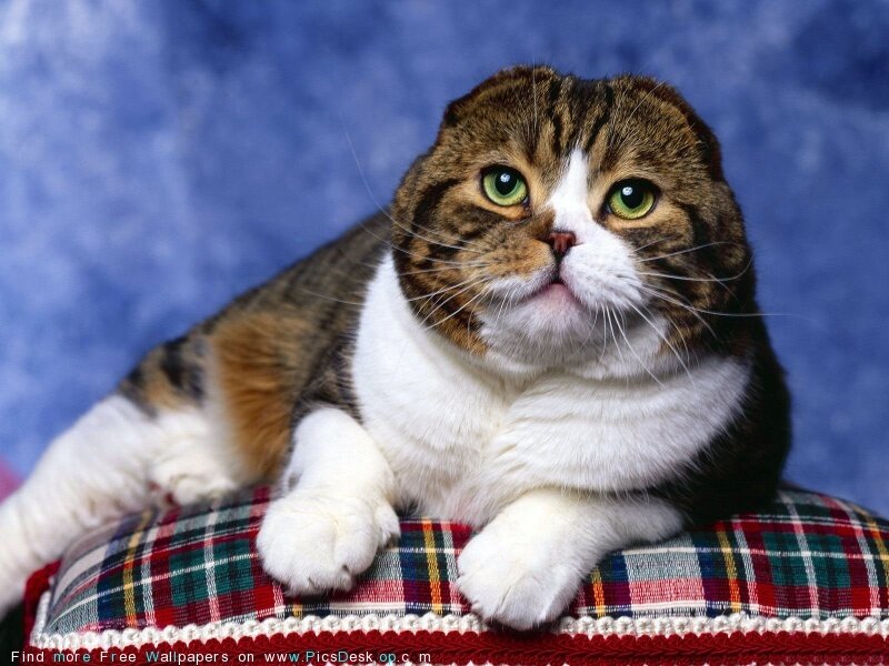 cat on plaid pillow