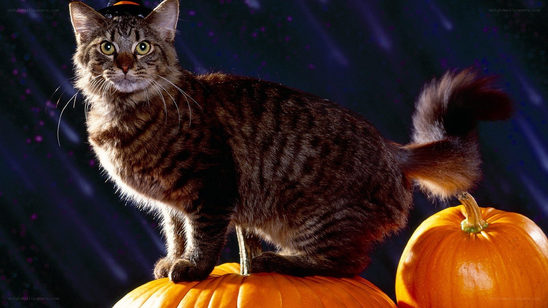 cat on pumpkins with hat