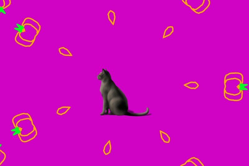 cat on purple background