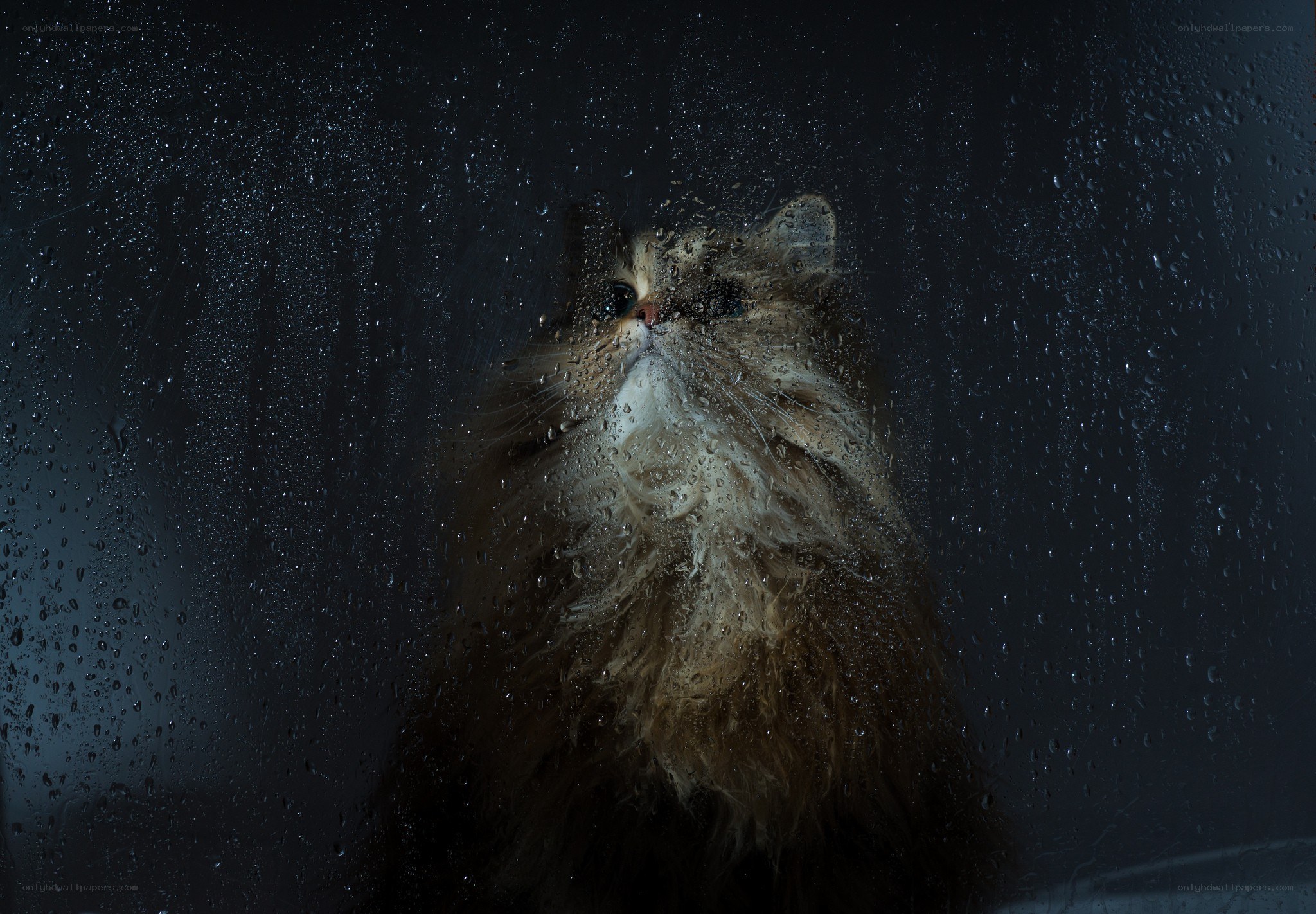 cat on rainy window