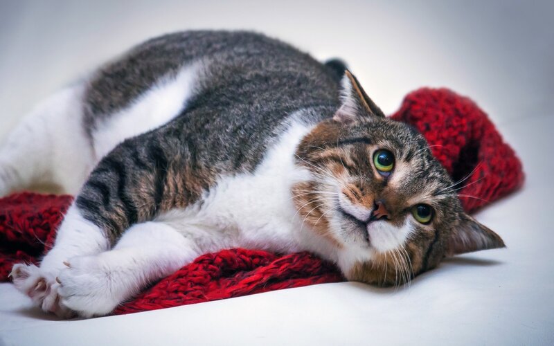 cat on red blanket