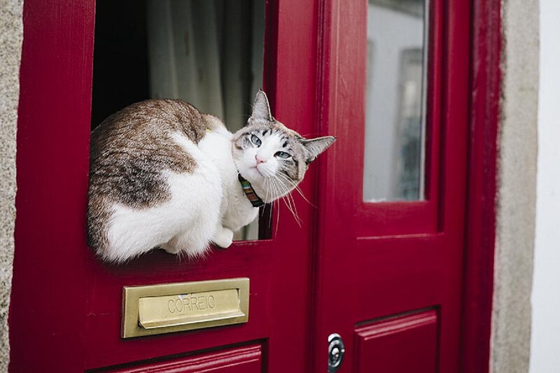Cat on Red Door