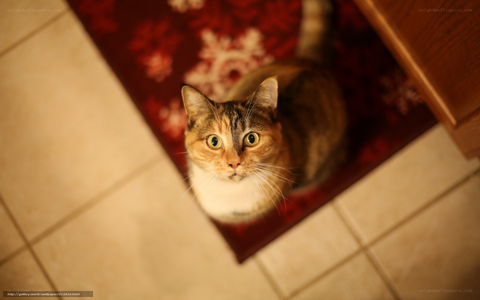 cat on red rug looking up