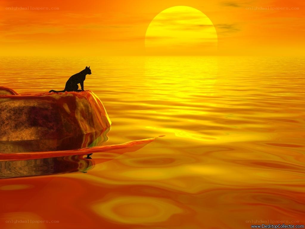 cat on rock at sunset