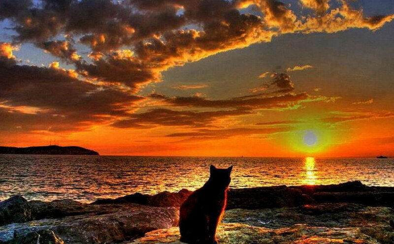 Cat on Rocks at Sunset — Orange