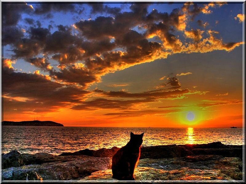 Cat on Rocks at Sunset