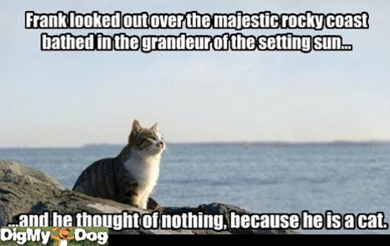Cat on Rocky Coast
