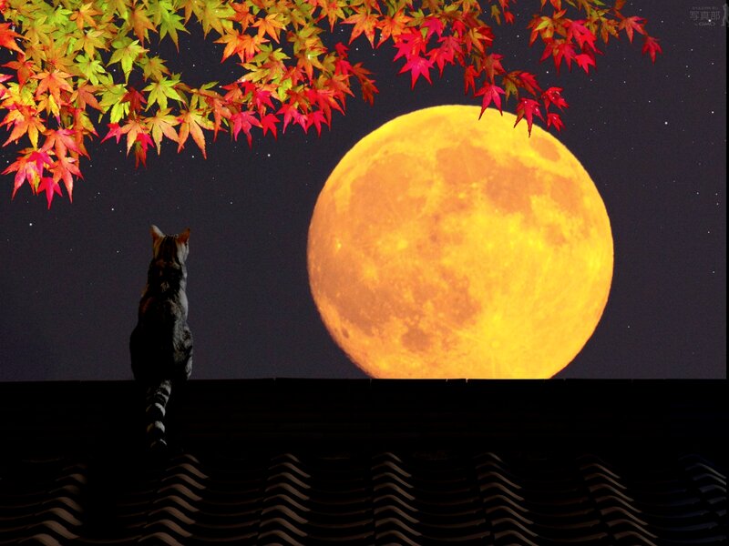 Cat on Roof at Night