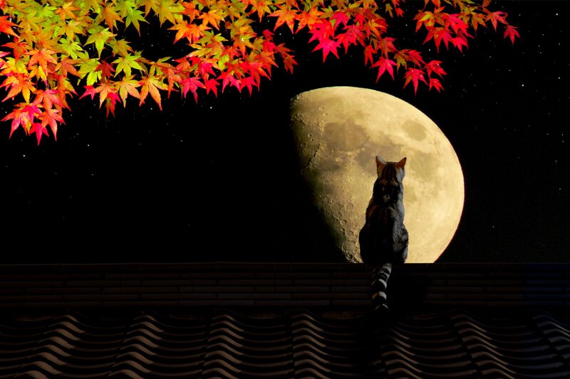 Cat on Roof