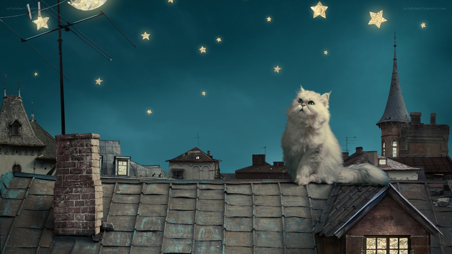 cat on rooftop at night