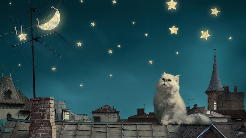 cat on rooftop at night