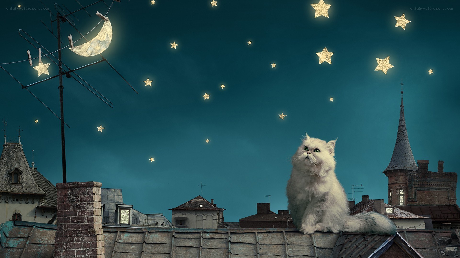 cat on rooftop at night