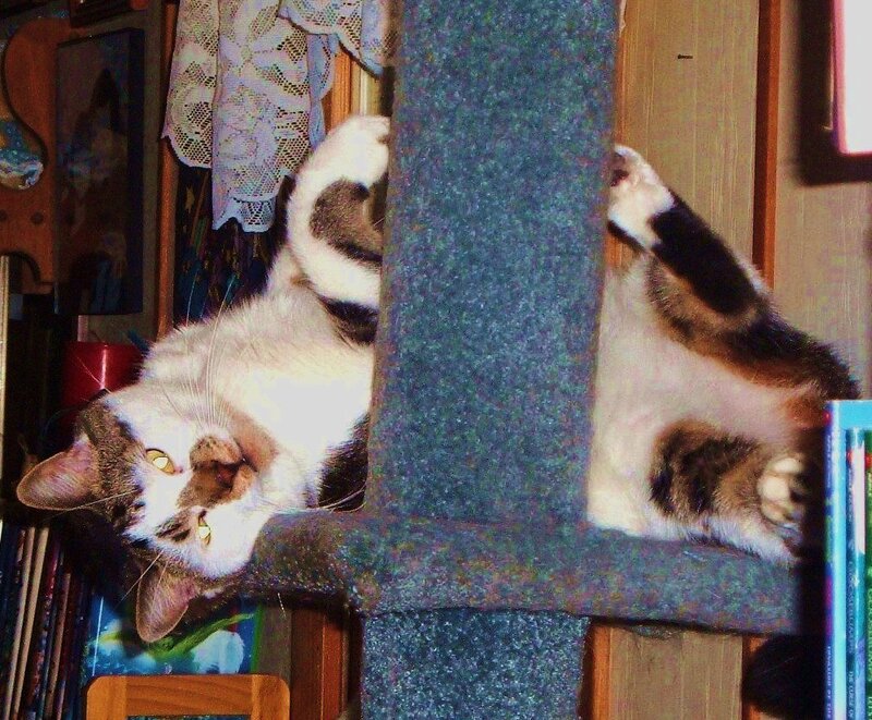 cat on scratching post