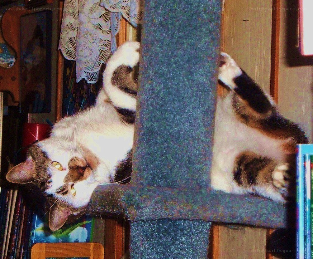 cat on scratching post