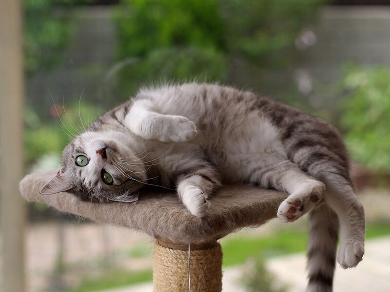 cat on scratching post