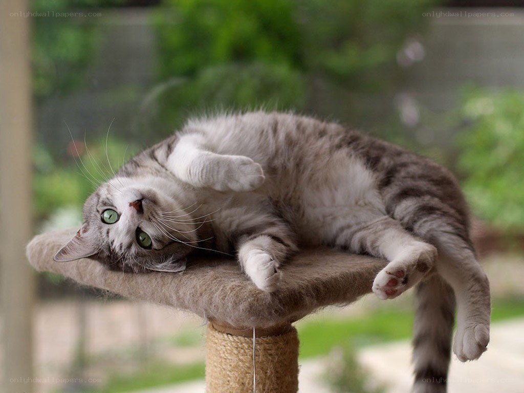 cat on scratching post
