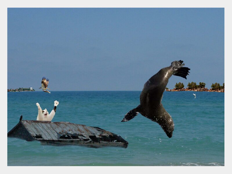 Cat on Shipwreck